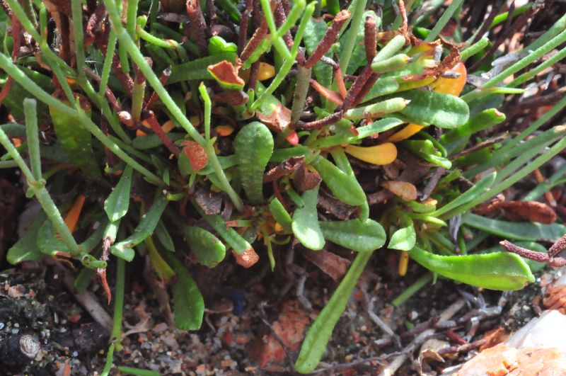 Limonium contortirameum